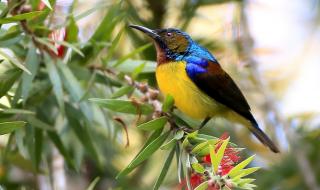 太阳鸟电影 太阳鸟电影